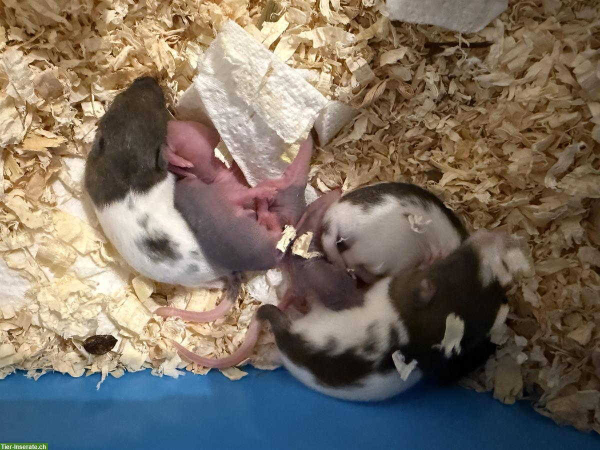 Bild 3: Handzahme Babyratten abzugeben