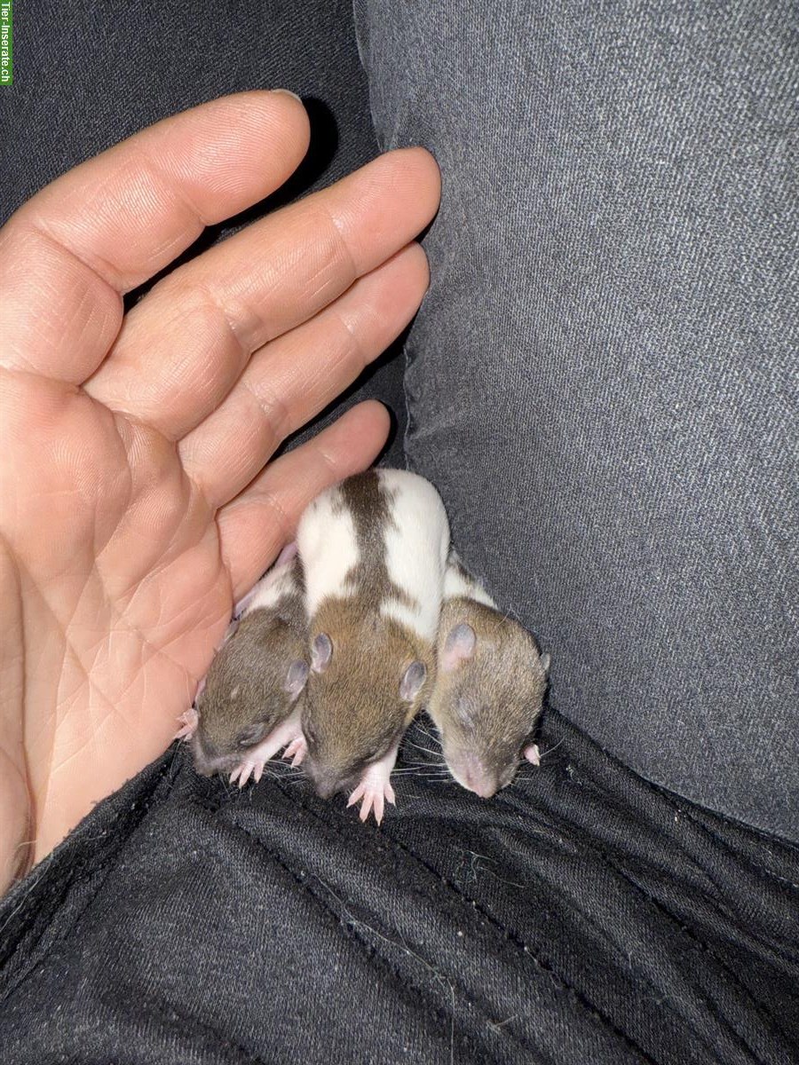 Bild 5: Handzahme Babyratten abzugeben