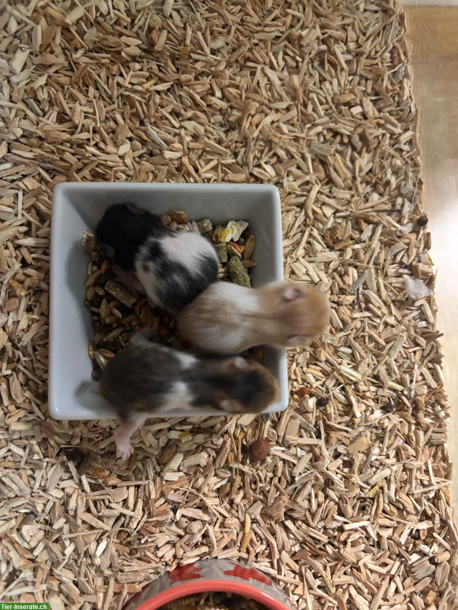 Bild 2: Teddyhamster Babys zu verkaufen