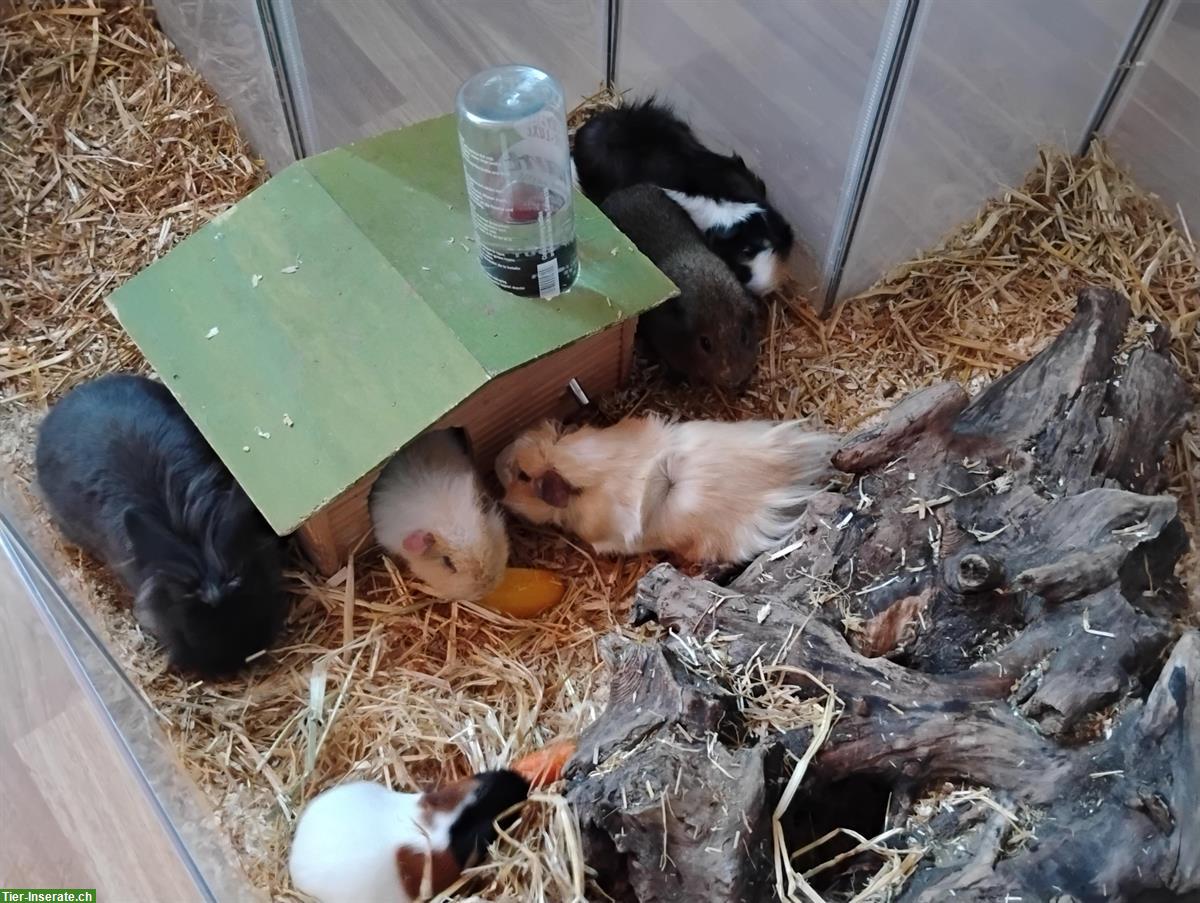 Diverse Meerschweinchen und 1 Zwergkaninchen abzugeben