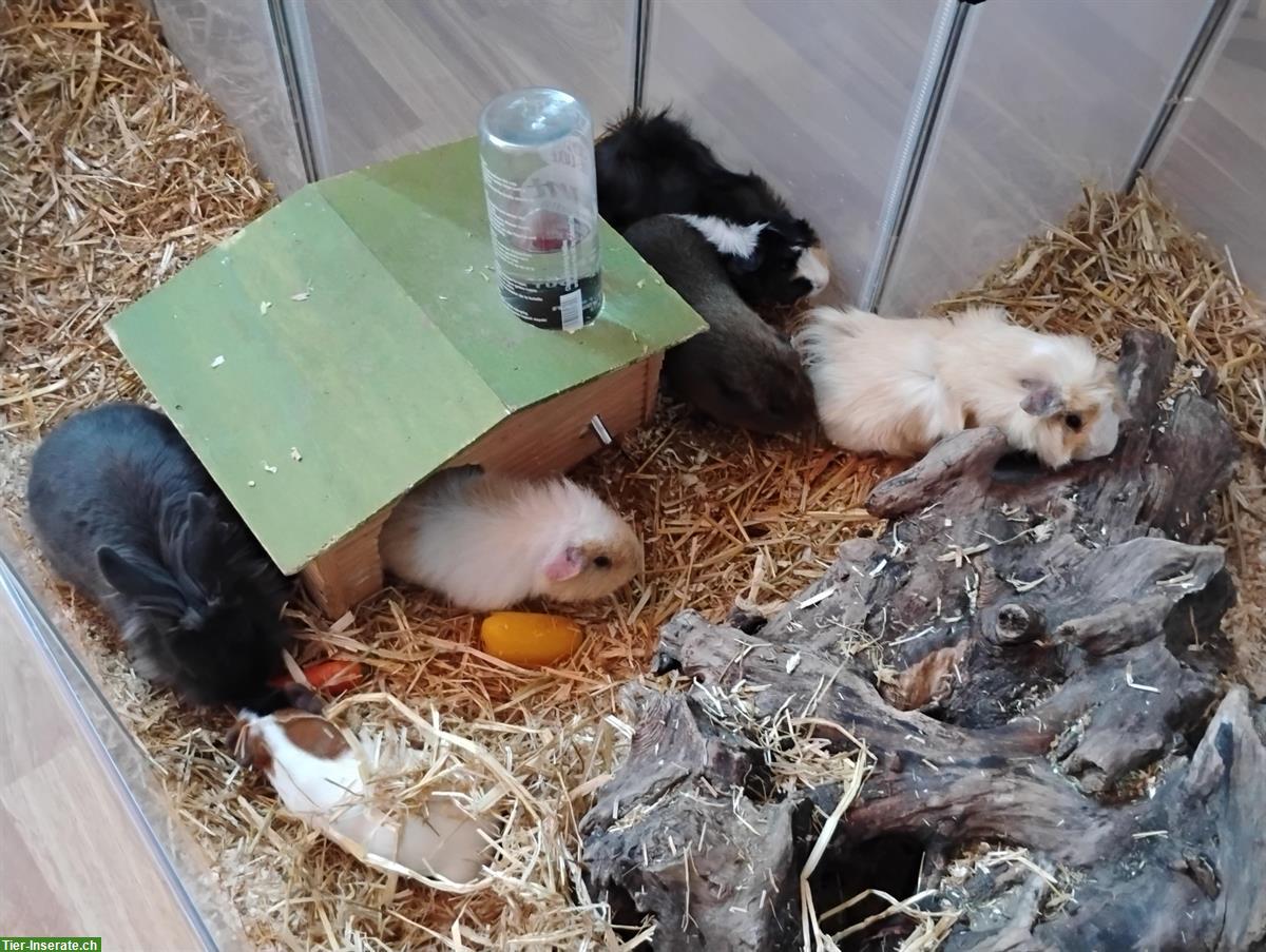 Bild 2: Diverse Meerschweinchen und 1 Zwergkaninchen abzugeben