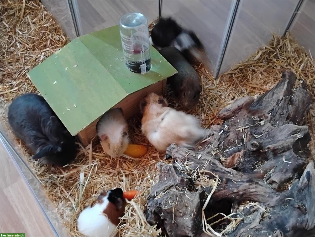 Bild 3: Diverse Meerschweinchen und 1 Zwergkaninchen abzugeben