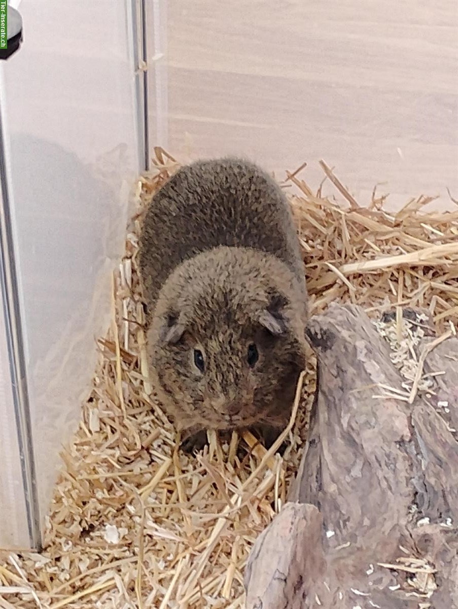 Bild 4: Diverse Meerschweinchen und 1 Zwergkaninchen abzugeben