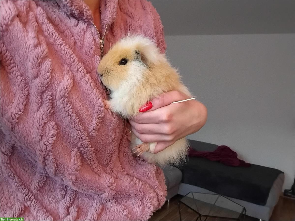 Bild 5: Diverse Meerschweinchen und 1 Zwergkaninchen abzugeben