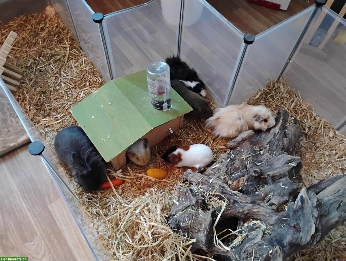 Bild 6: Diverse Meerschweinchen und 1 Zwergkaninchen abzugeben