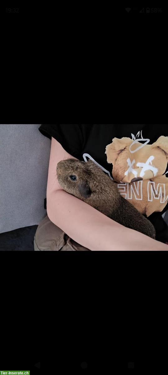 Bild 9: Diverse Meerschweinchen und 1 Zwergkaninchen abzugeben