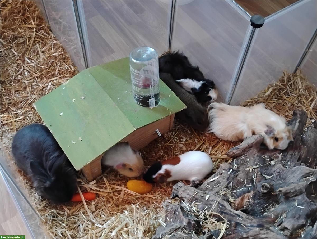 Bild 3: Löwenkopf Zwergkaninchen und Meerschweinchen