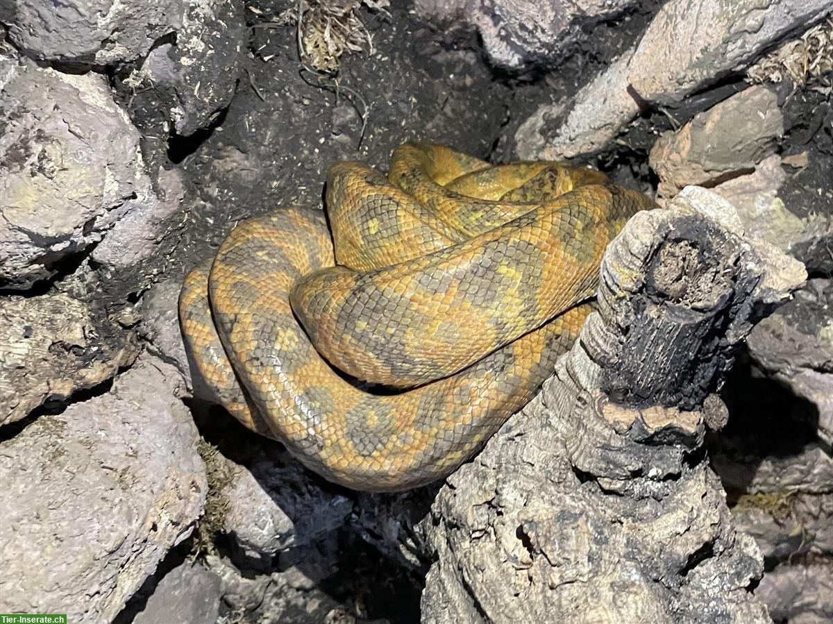 Bild 2: Gartenboa Paar, Corallus hortulanus abzugeben