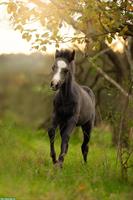 Welsh Pony Hengstfohlen zu verkaufen