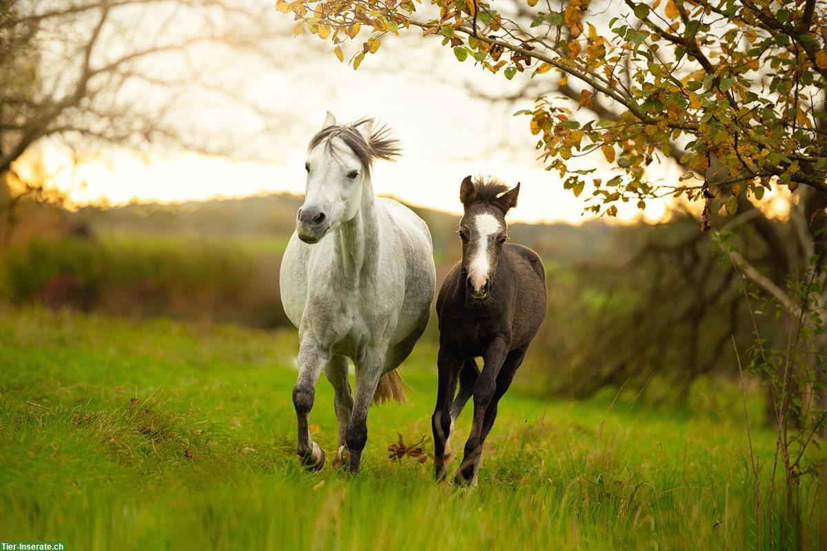 Bild 2: Welsh Pony Hengstfohlen zu verkaufen