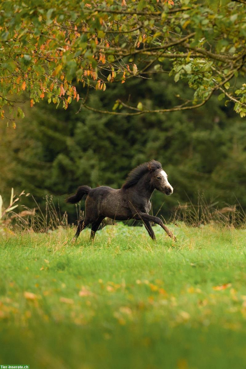 Bild 3: Welsh Pony Hengstfohlen zu verkaufen