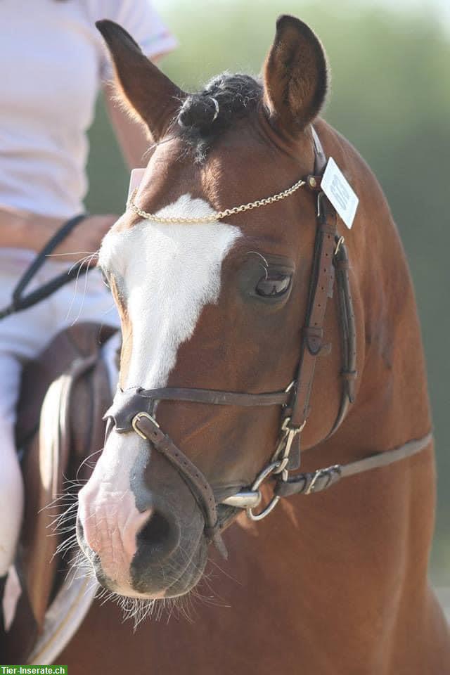 Bild 5: Welsh Pony Hengstfohlen zu verkaufen