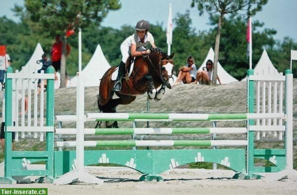 Bild 6: Welsh Pony Hengstfohlen zu verkaufen