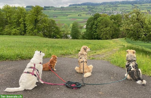 Passende Liegenschaft gesucht für Hunde-Altersresidenz