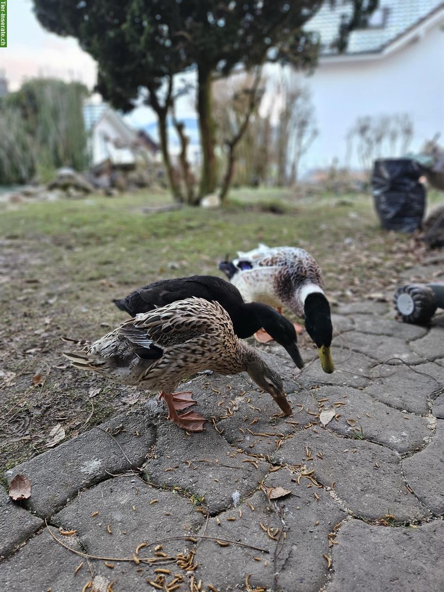 2 Laufenten Weibchen und 1 Hausente suchen neues Zuhause