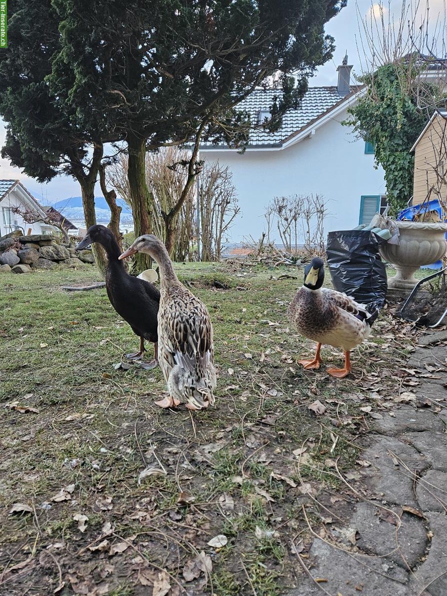 Bild 2: 2 Laufenten Weibchen und 1 Hausente suchen neues Zuhause