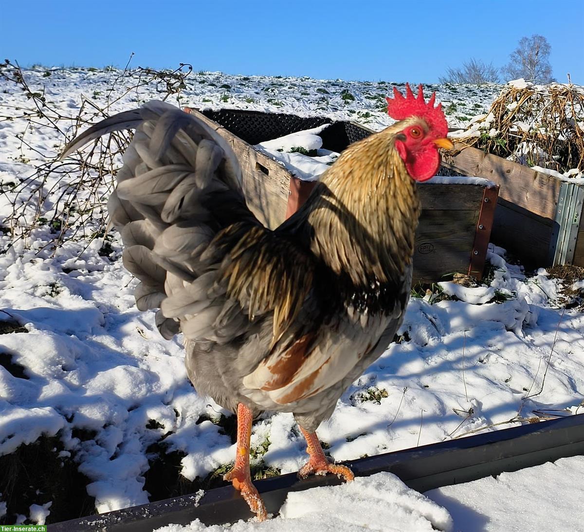 Bild 3: GRATIS: Farbenfroher Hahn aus Naturbrut