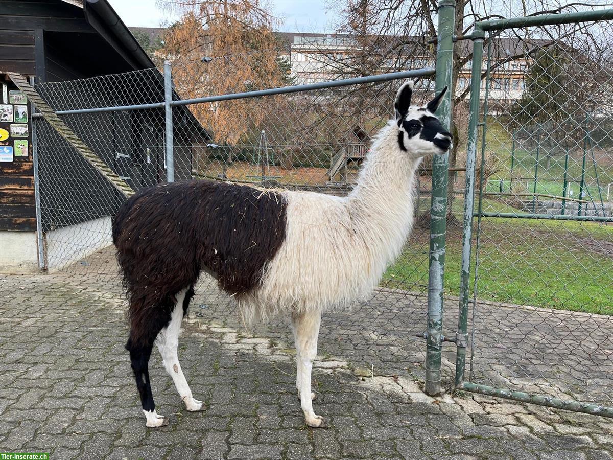 Bild 2: Lama Hengst Santiago zu verkaufen