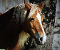 Bildschöne Haflinger Stute (2008) zu verkaufen