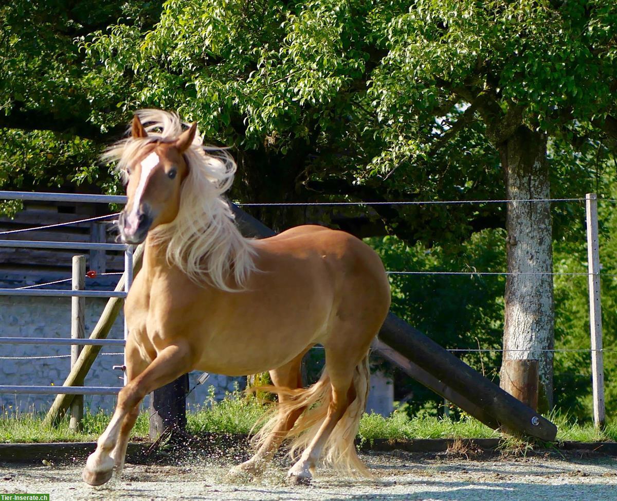 Bild 2: Bildschöne Haflinger Stute (2008) zu verkaufen