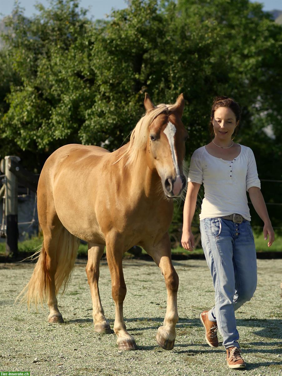 Bild 3: Bildschöne Haflinger Stute (2008) zu verkaufen