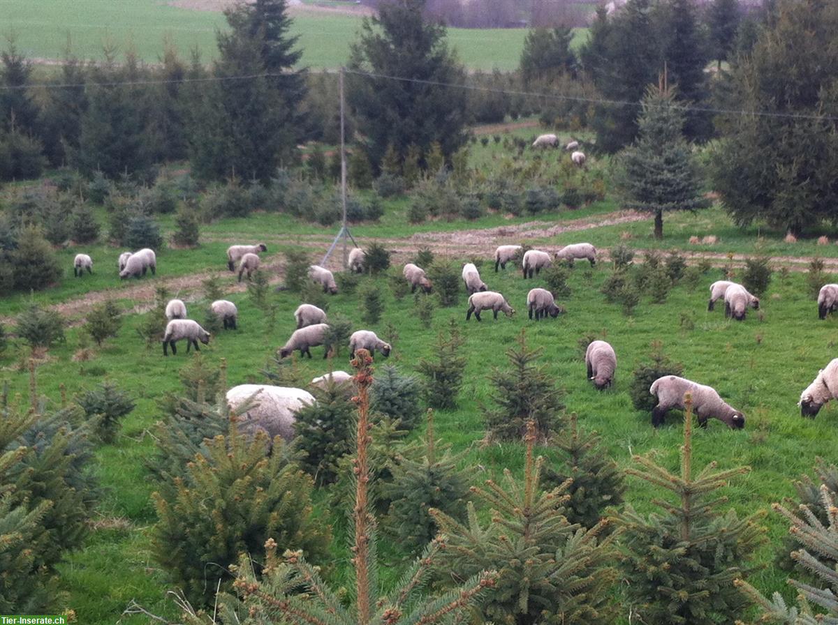 Shropshire Widder Schafbock (SHR Herdenbuch) zu verkaufen