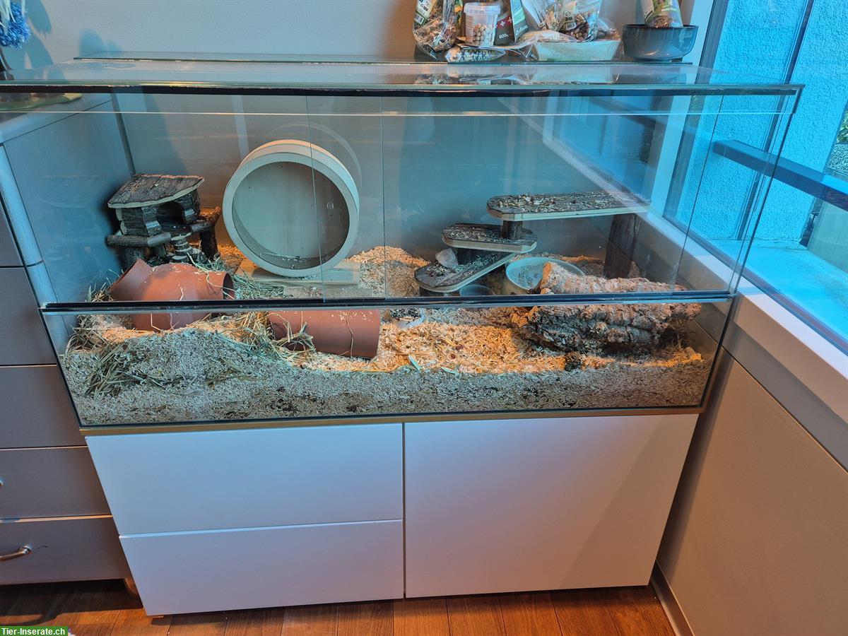 Bild 2: Hamstergehege / Terrarium mit Untermöbel & diversen Utensilien