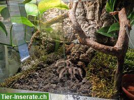 2 Vogelspinnen mit Terrarium infolge Hobbyaufgabe abzugeben