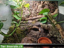 Bild 2: 2 Vogelspinnen mit Terrarium infolge Hobbyaufgabe abzugeben