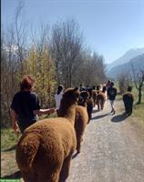 Alpaka Spaziergang in der wunderschönen Zentralschweiz