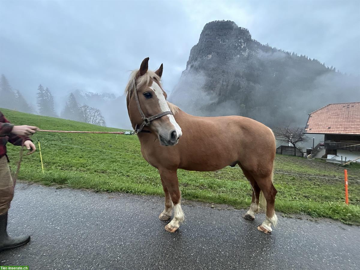 Bild 7: Freiberger Wallach Nebro sucht ein neues Zuhause