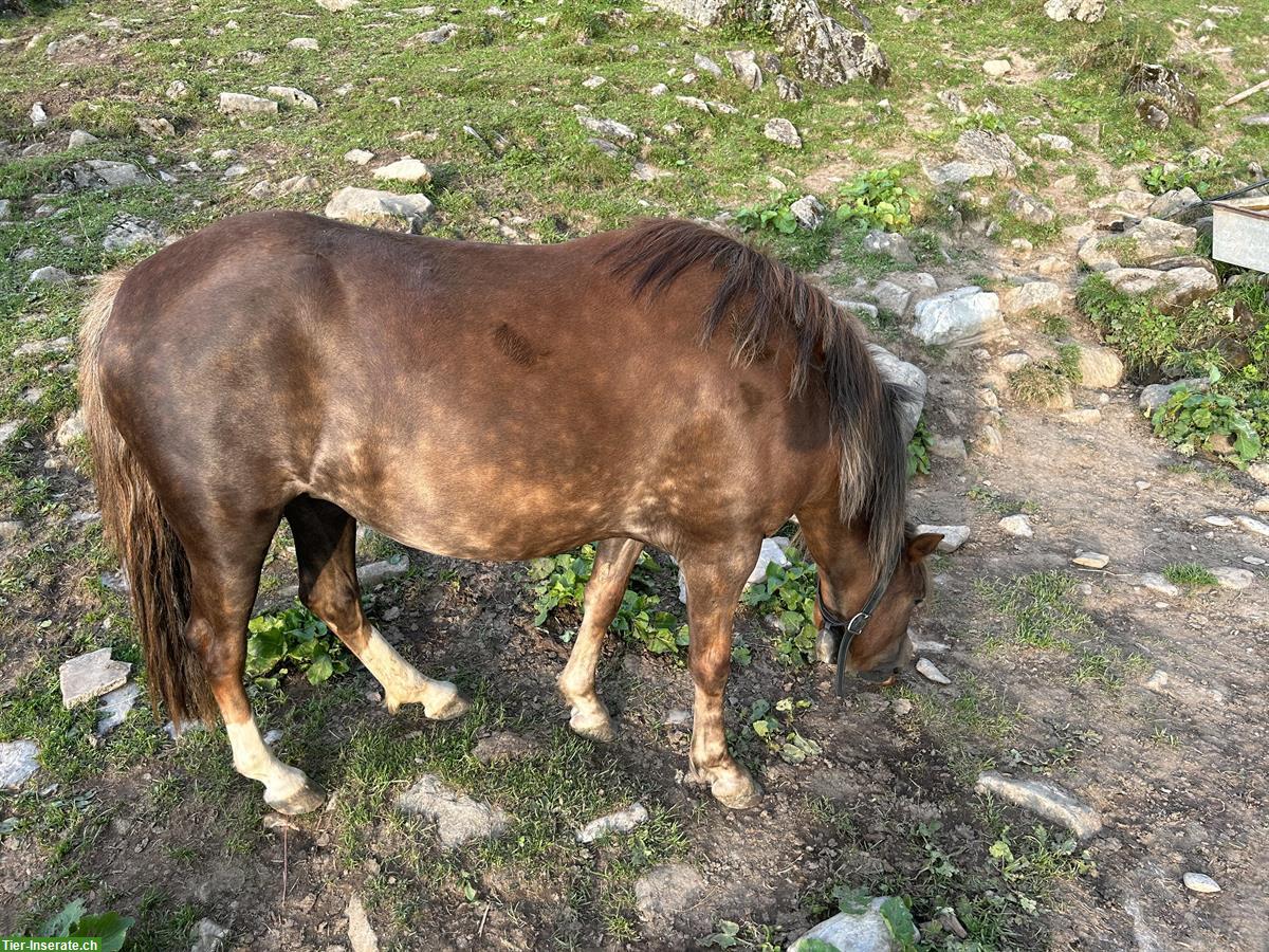 Bild 2: Tigerschecken Stute Manschula sucht neues zuhause