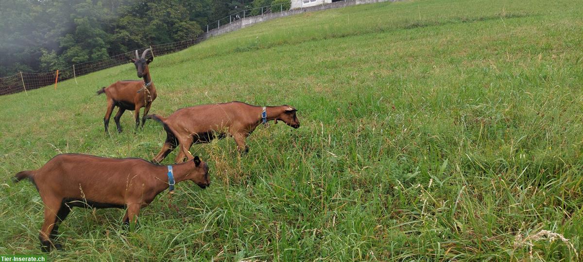 Bild 3: Gemsfarbige Gebirgsziege zu verkaufen