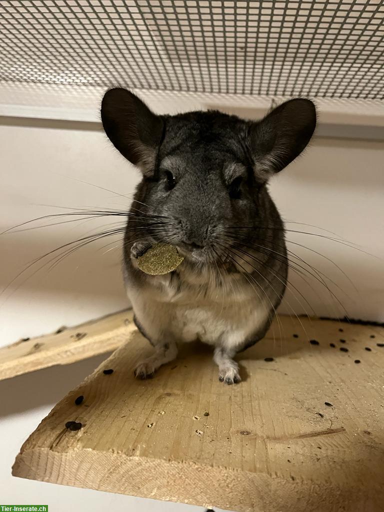 Chinchilla Weibchen abzugeben