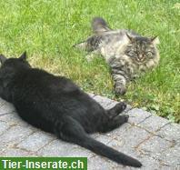 Kater Chnoque & Tedy 14/7j. suchen ein Zuhause mit Freigang