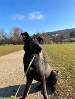 Wunderschöne Dutch Shepherd Mix Hündin sucht liebevolles Zuhause