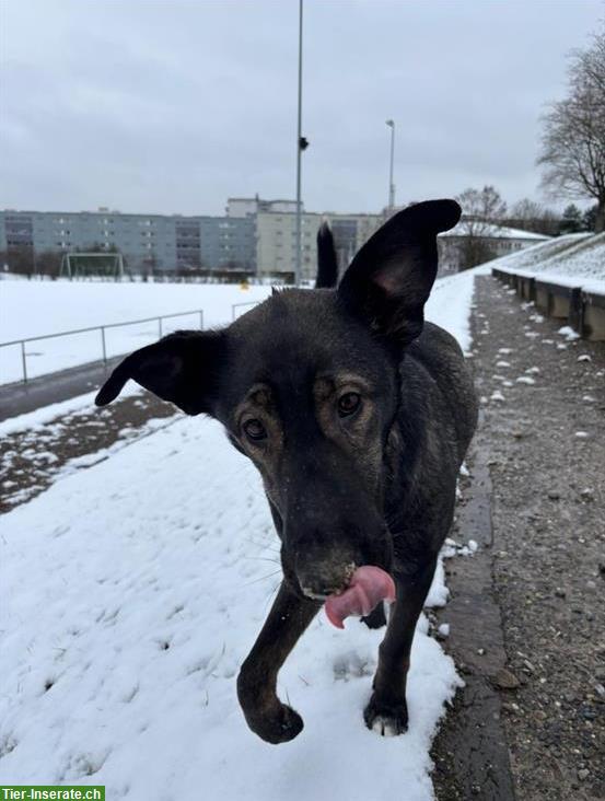 Bild 2: Wunderschöne Dutch Shepherd Mix Hündin sucht liebevolles Zuhause