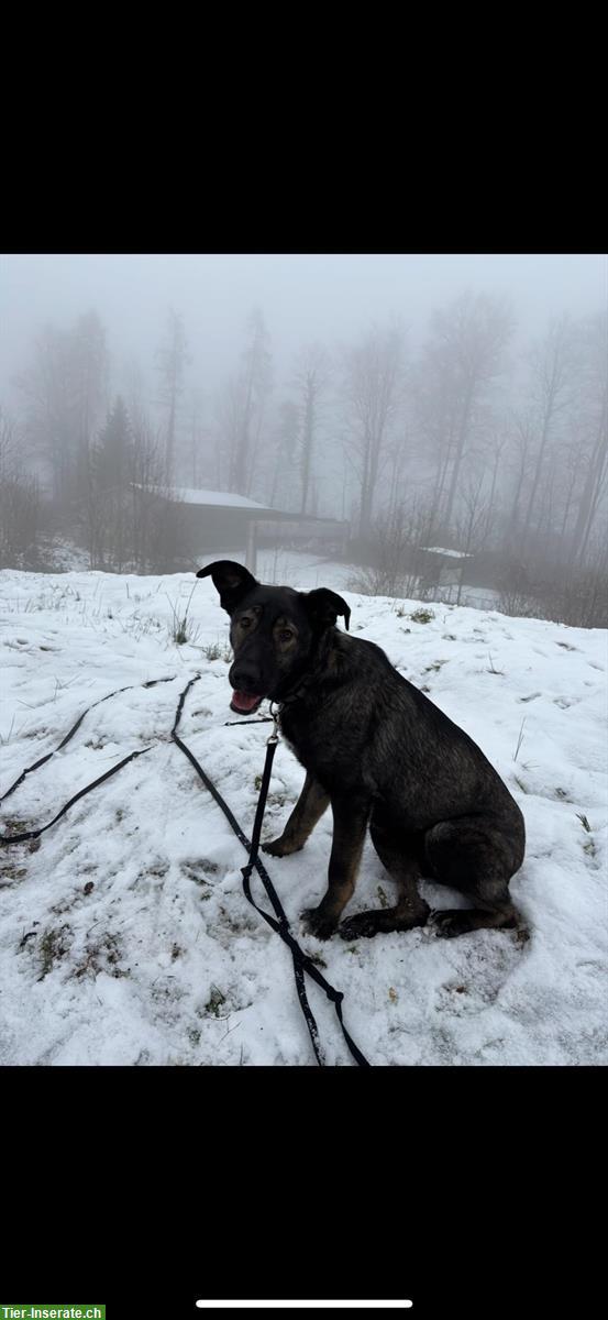 Bild 5: Wunderschöne Dutch Shepherd Mix Hündin sucht liebevolles Zuhause