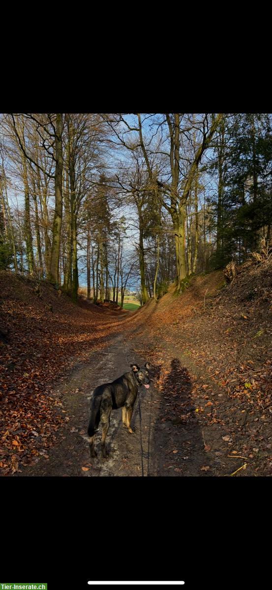 Bild 7: Wunderschöne Dutch Shepherd Mix Hündin sucht liebevolles Zuhause