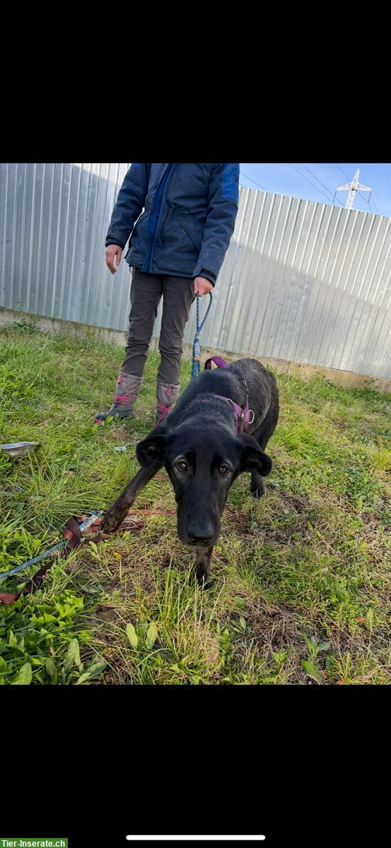 Bild 8: Wunderschöne Dutch Shepherd Mix Hündin sucht liebevolles Zuhause