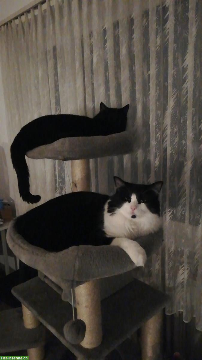 2 Hauskatzen Kater suchen neues Zuhause