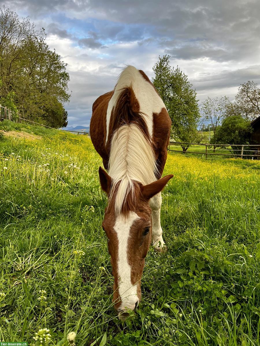 Spazierbeteiligung an älterem Indianerpferdchen in Mettmenstetten