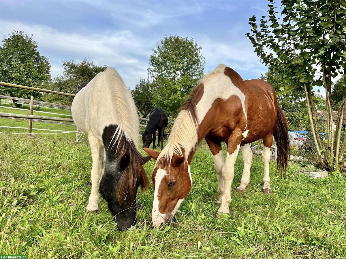 Bild 2: Spazierbeteiligung an älterem Indianerpferdchen in Mettmenstetten