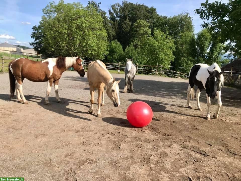 Bild 3: Spazierbeteiligung an älterem Indianerpferdchen in Mettmenstetten