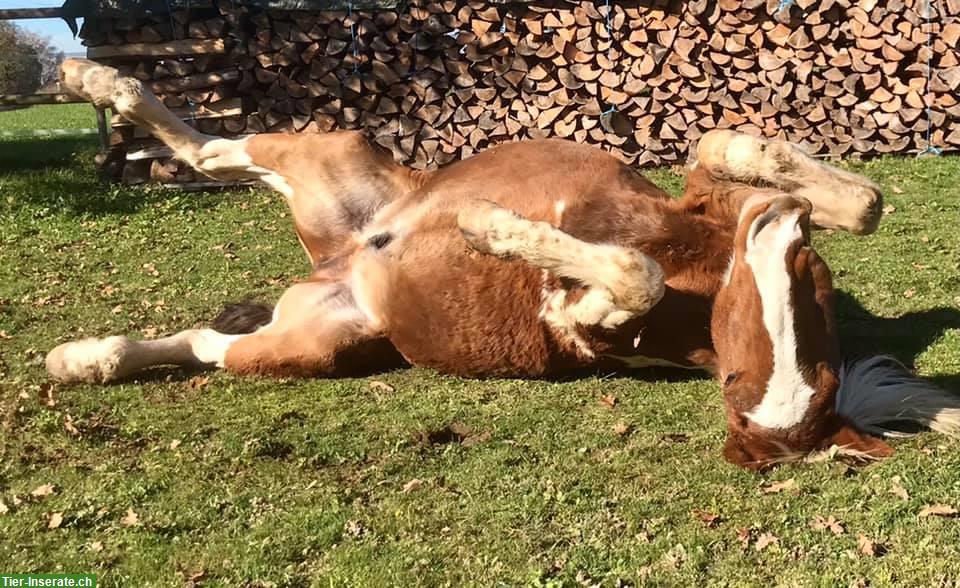 Bild 7: Spazierbeteiligung an älterem Indianerpferdchen in Mettmenstetten