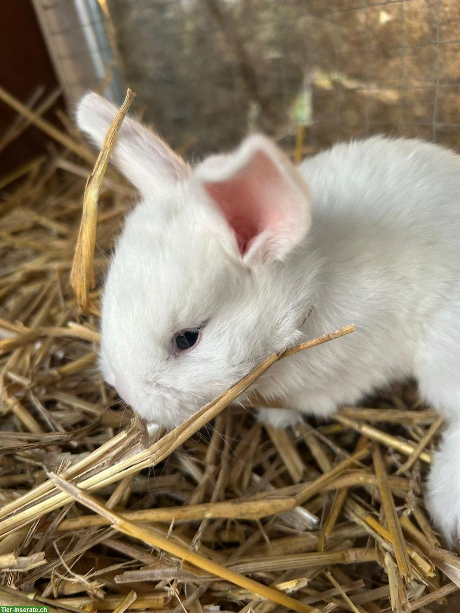 Bild 3: Junge Hermelinkaninchen Wurf in weiss