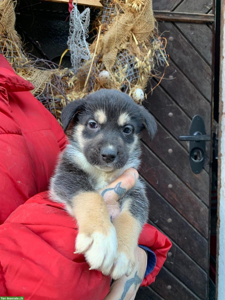 Husky x Sennenhund Mischlingswelpen an Lebensplatz abzugeben