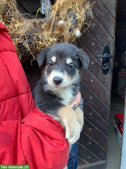 Bild 3: Husky x Sennenhund Mischlingswelpen an Lebensplatz abzugeben