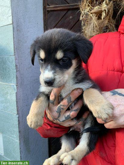 Bild 4: Husky x Sennenhund Mischlingswelpen an Lebensplatz abzugeben