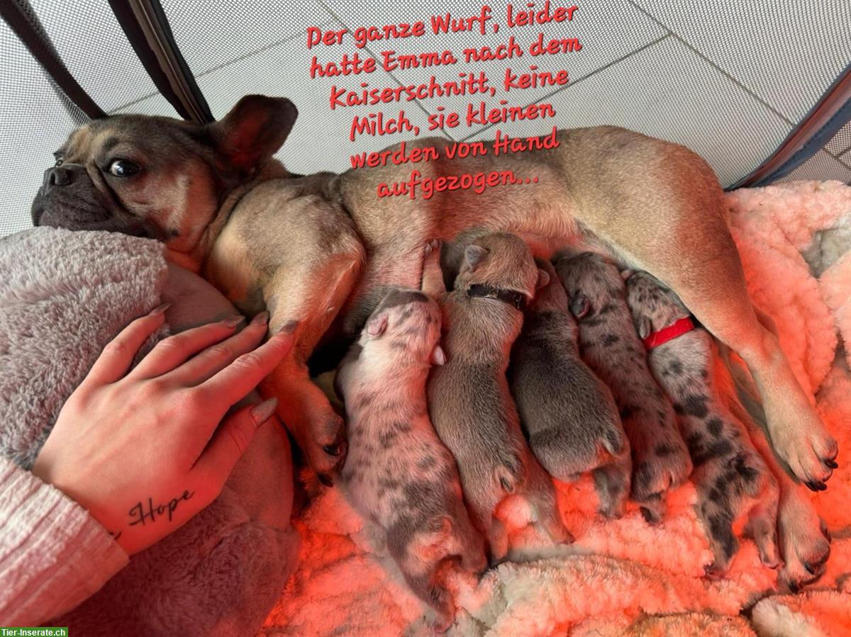 French Bulldog Welpen suchen liebes Zuhause